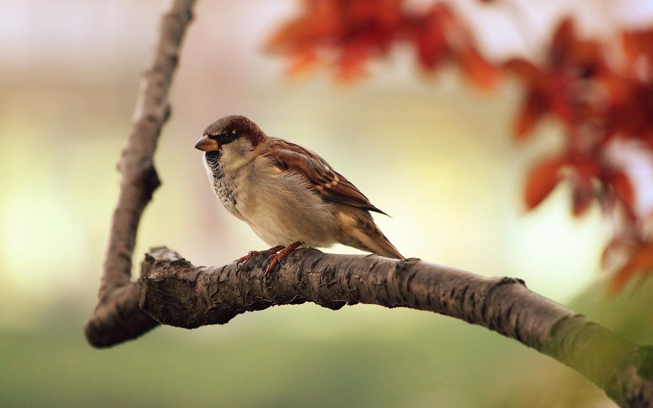 bird feeding stations