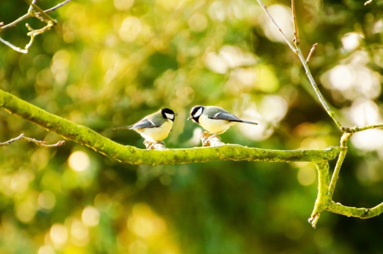 wild birds in the garden