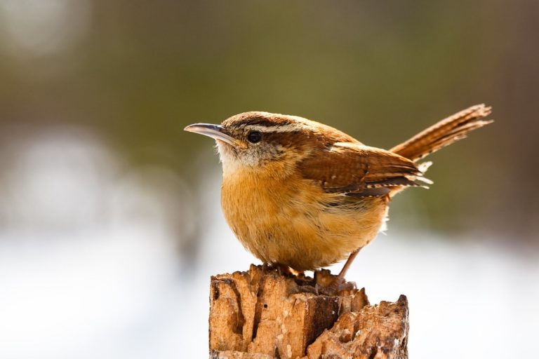 british wren