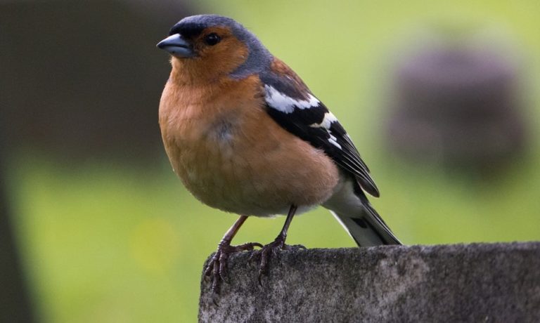 common chaffinch