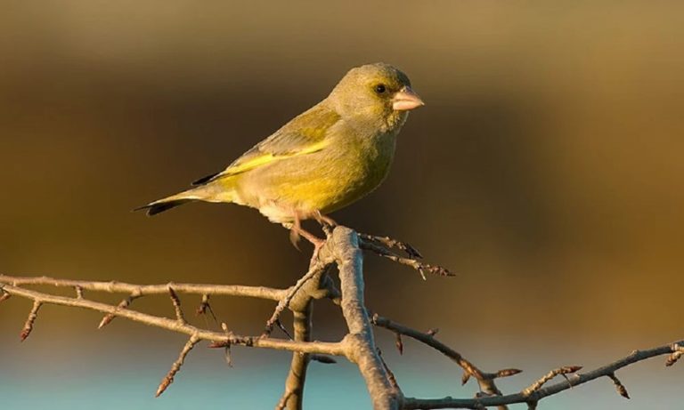 greenfinch