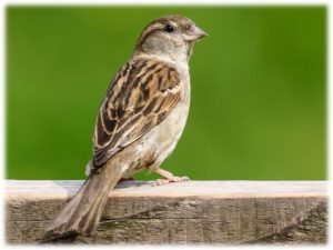 house sparrow