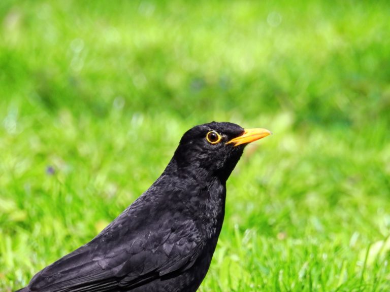 british blackbird