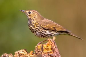 british thrushes